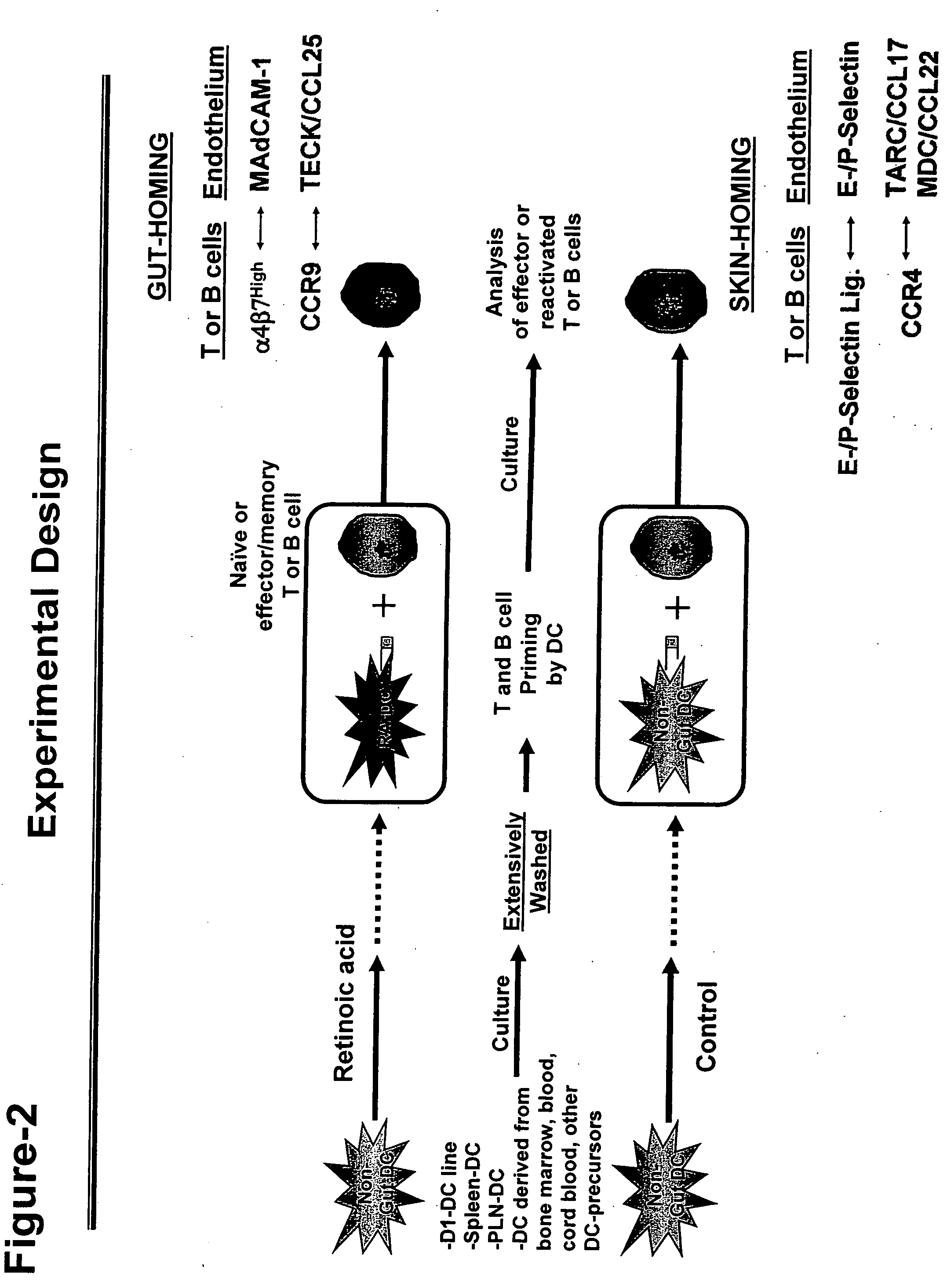 Treating gastrointestinal diseases with modulators of retinoic acid