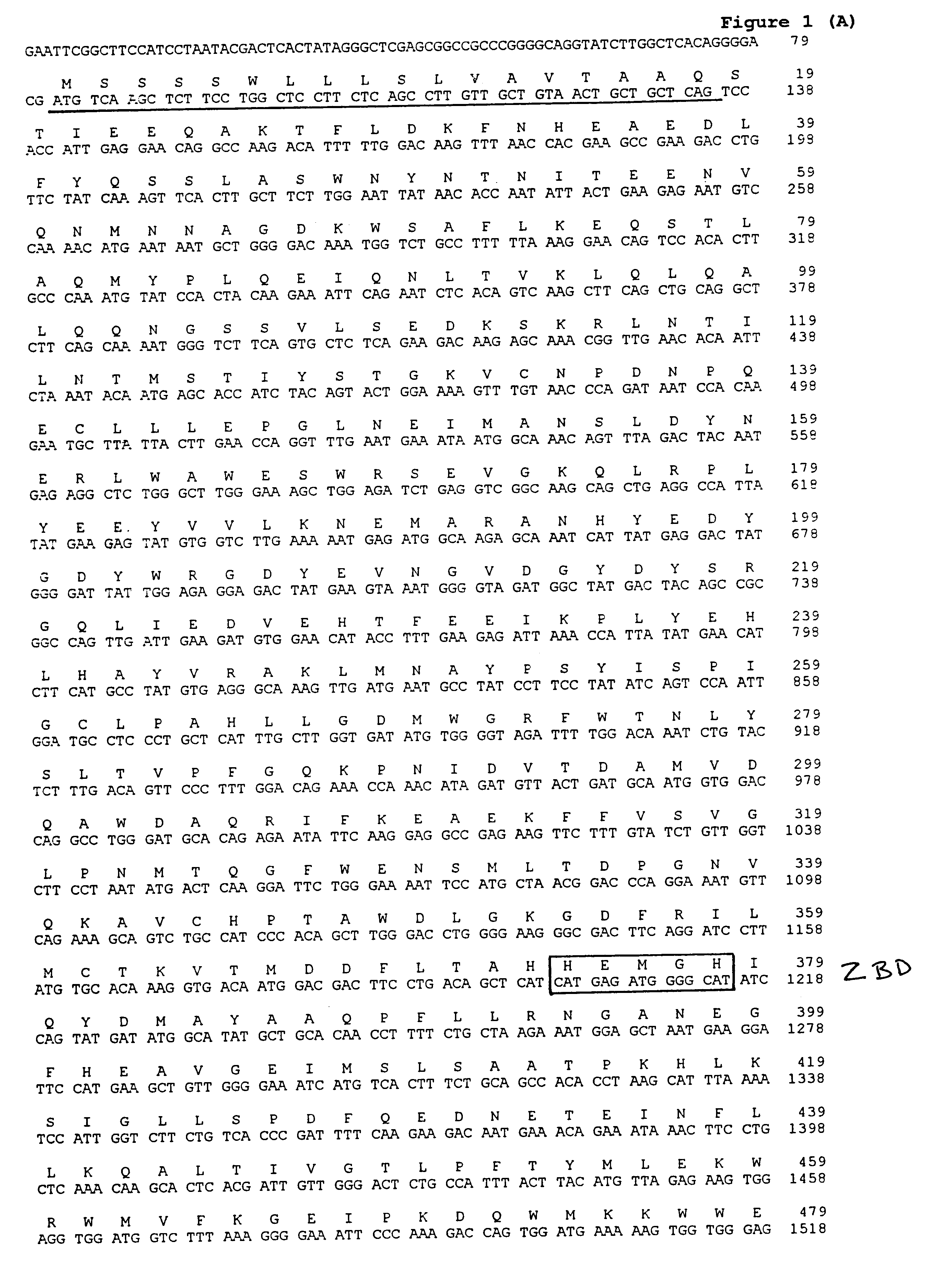 Angiotensin converting enzyme homolog and therapeutic and diagnostic uses therfor