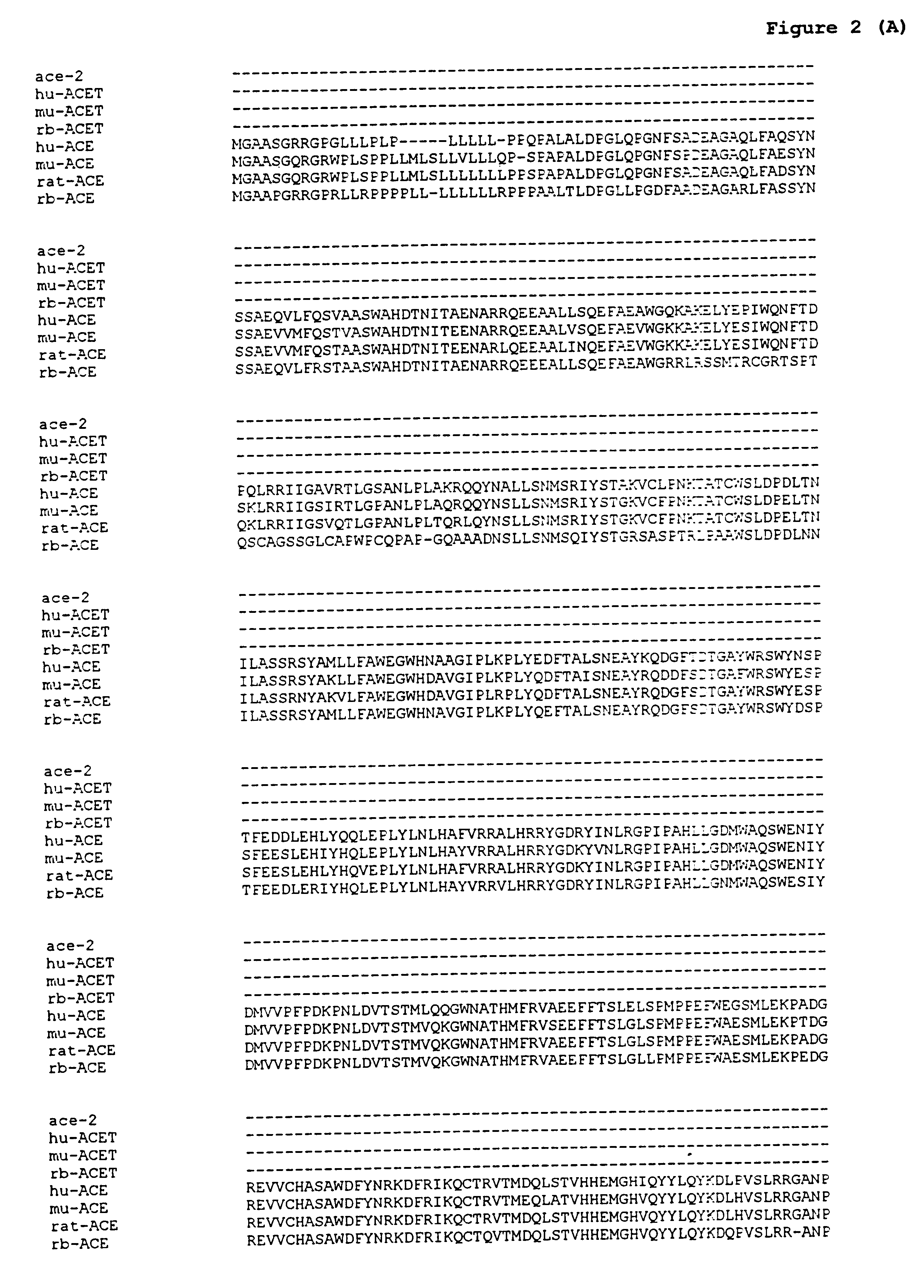 Angiotensin converting enzyme homolog and therapeutic and diagnostic uses therfor