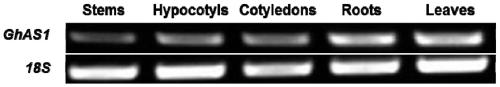 Cotton ghas1 gene, ghas1 protein, recombinant vector, recombinant bacteria and application thereof