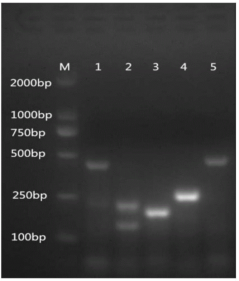 PCR primer pair composition for identification or assisted identification of idioplasm of sturgeon, and applications thereof