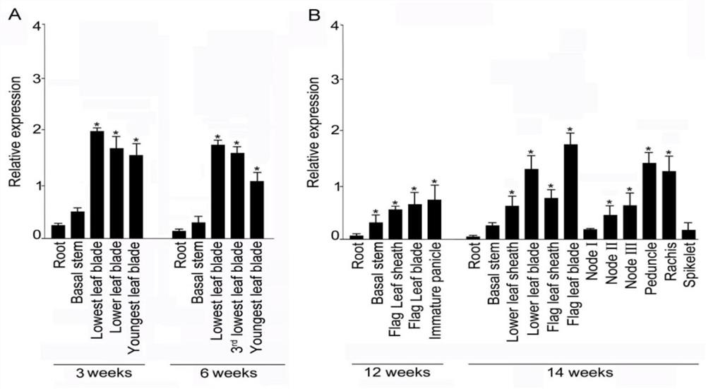 Genetic Engineering Application of Rice Gene orysa;sqd1