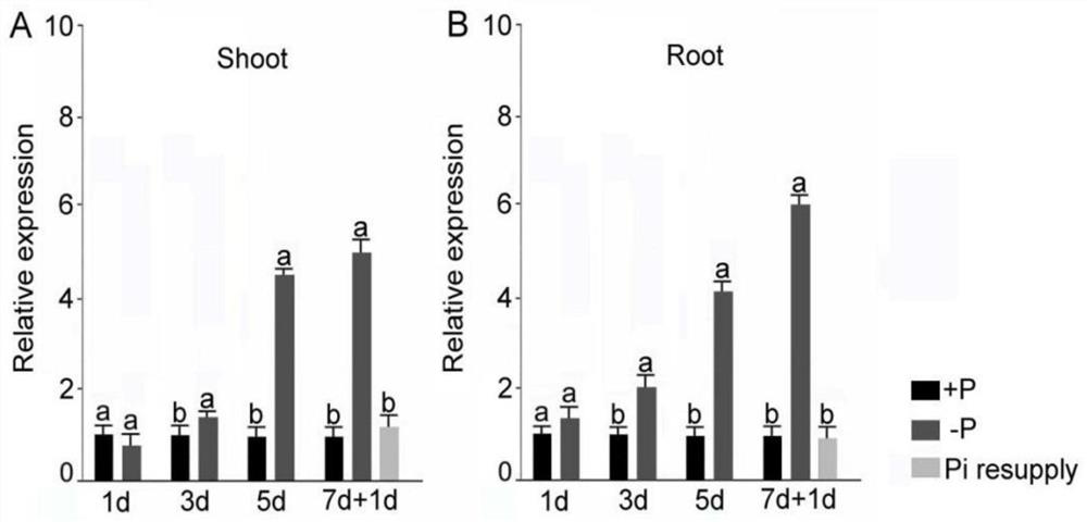 Genetic Engineering Application of Rice Gene orysa;sqd1