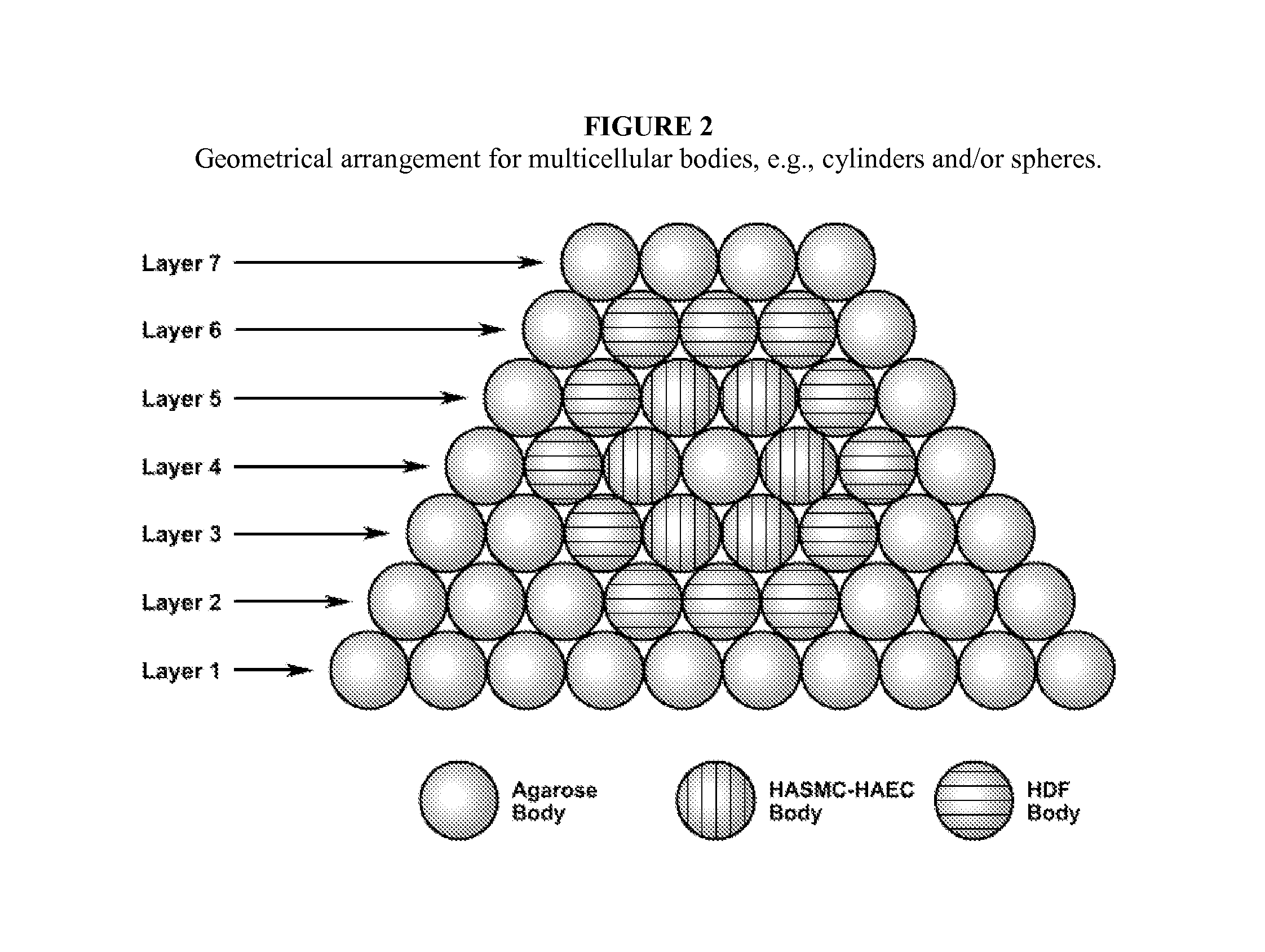 Multilayered vascular tubes