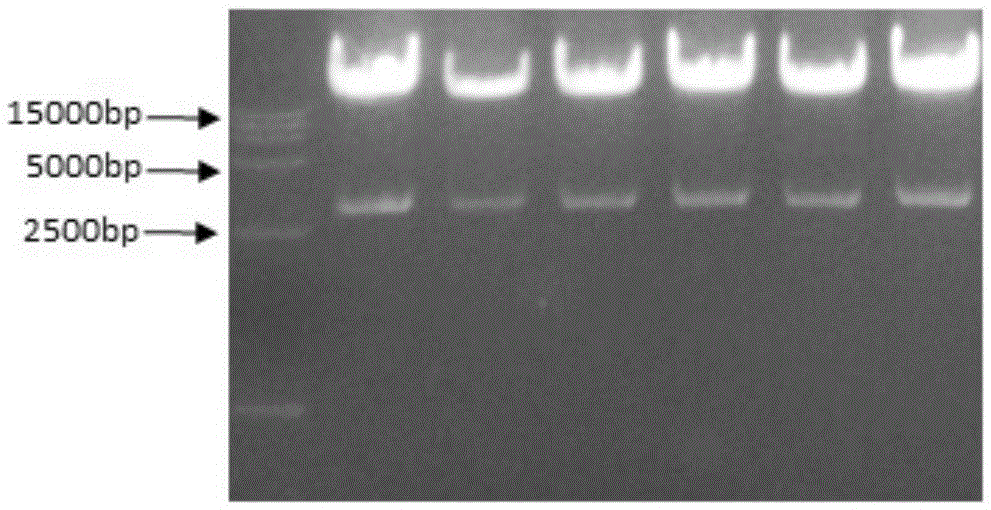 CRICPR-Cas9-based method for in-vitro modifying adenovirus vectors