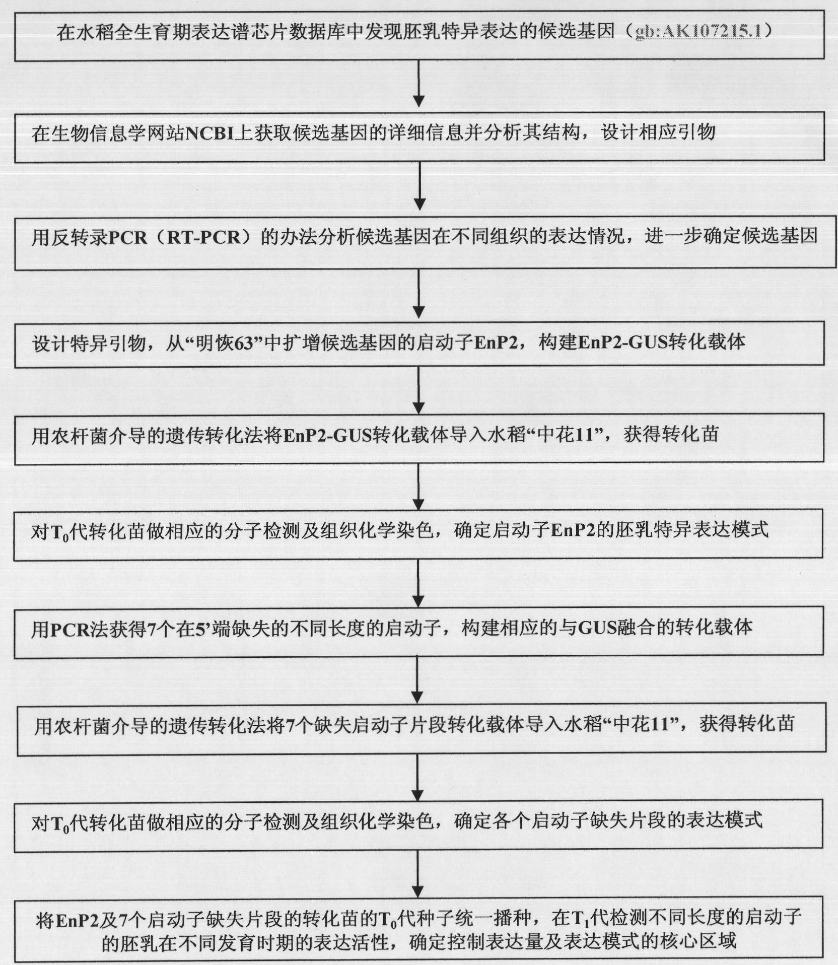 Separation clone and expression mode identification of promotor region of rice endosperm special expression gene