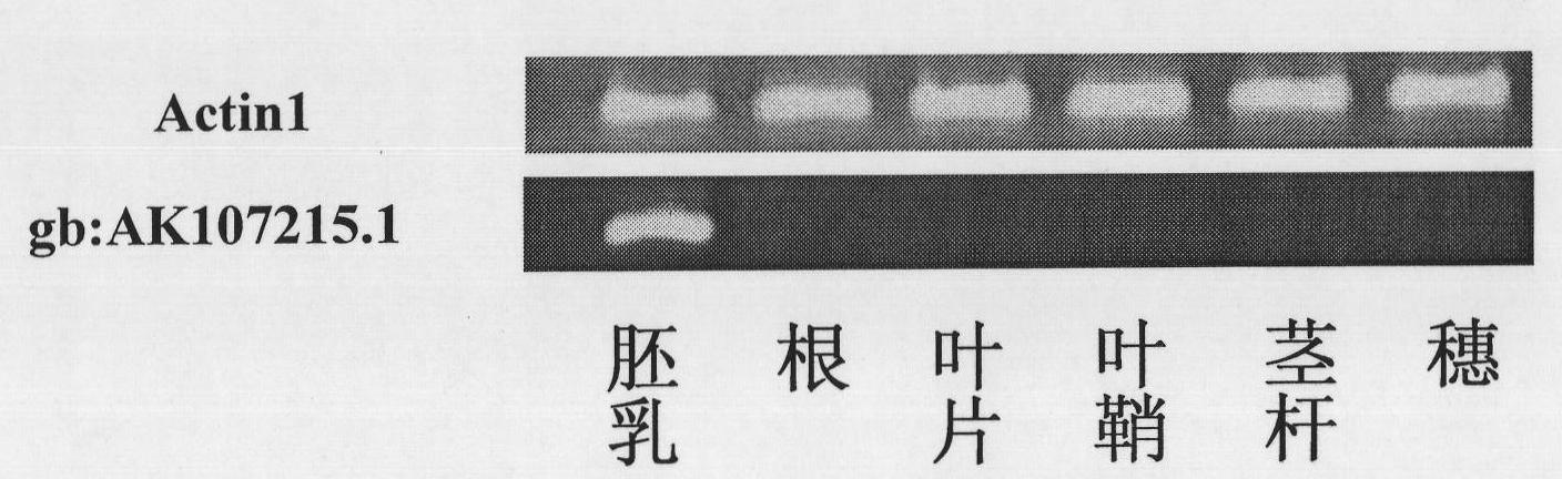 Separation clone and expression mode identification of promotor region of rice endosperm special expression gene