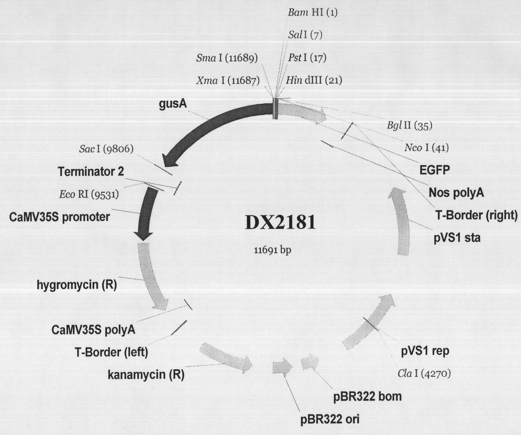 Separation clone and expression mode identification of promotor region of rice endosperm special expression gene