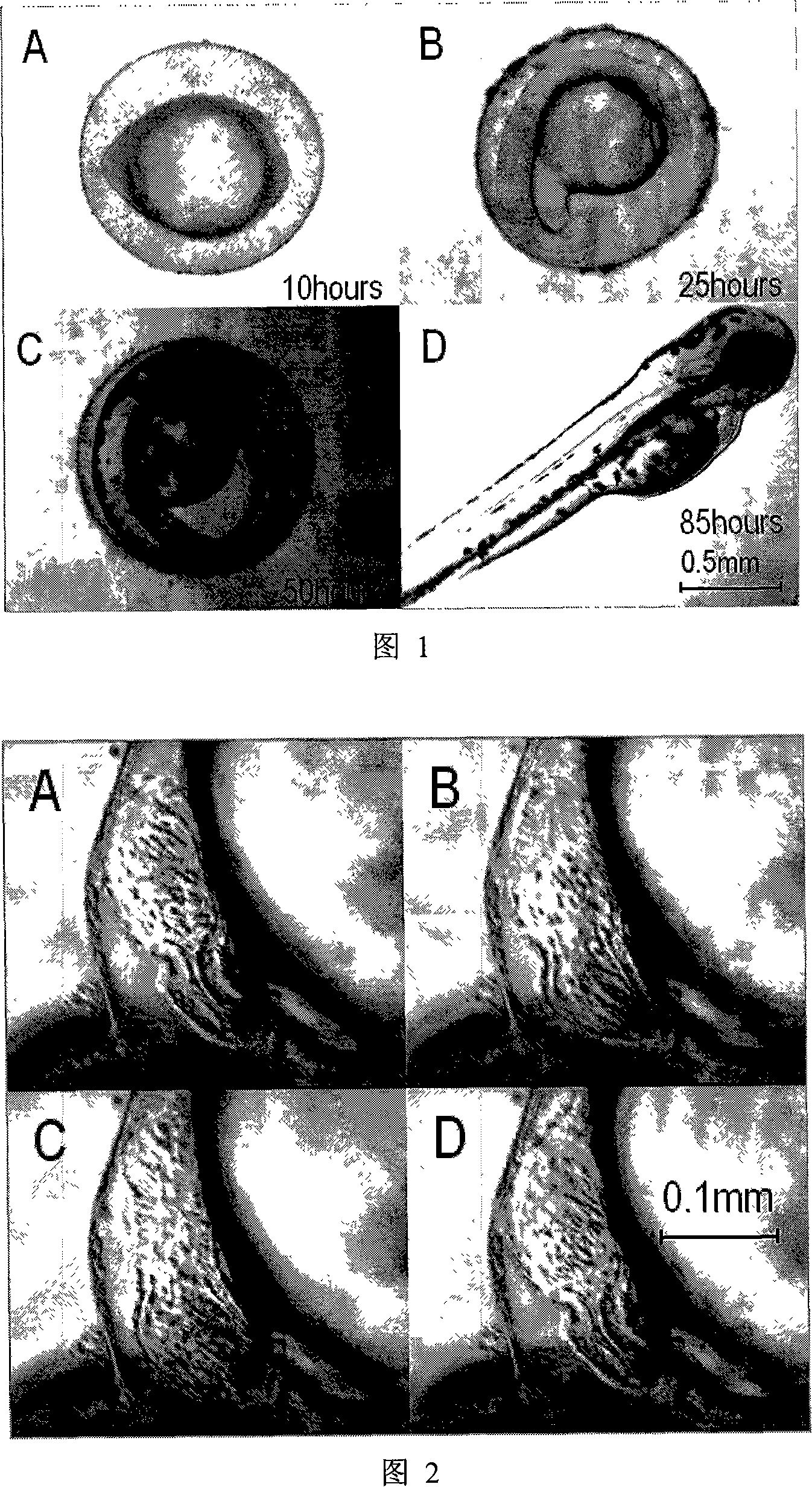 Method for measuring the heart rate of zebra fish by using high-speed CCD