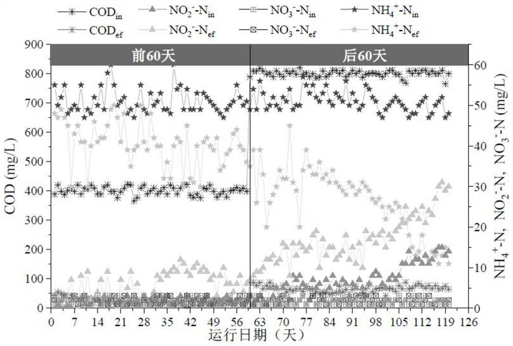 A method for cultivating and treating halophilic granular sludge from high-salt wastewater