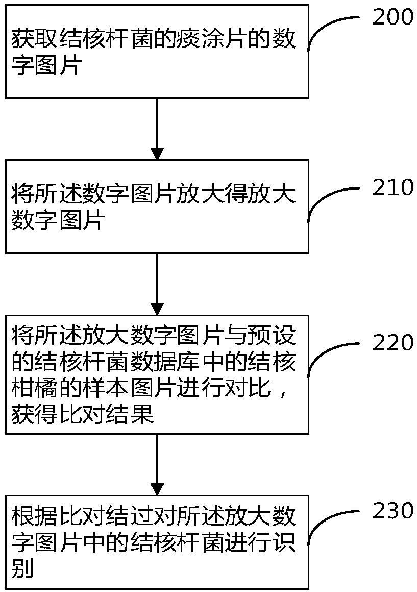 Method and device for recognizing tuberculosis bacillus