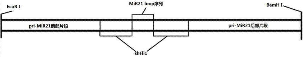 SiRNA expression vector and application thereof