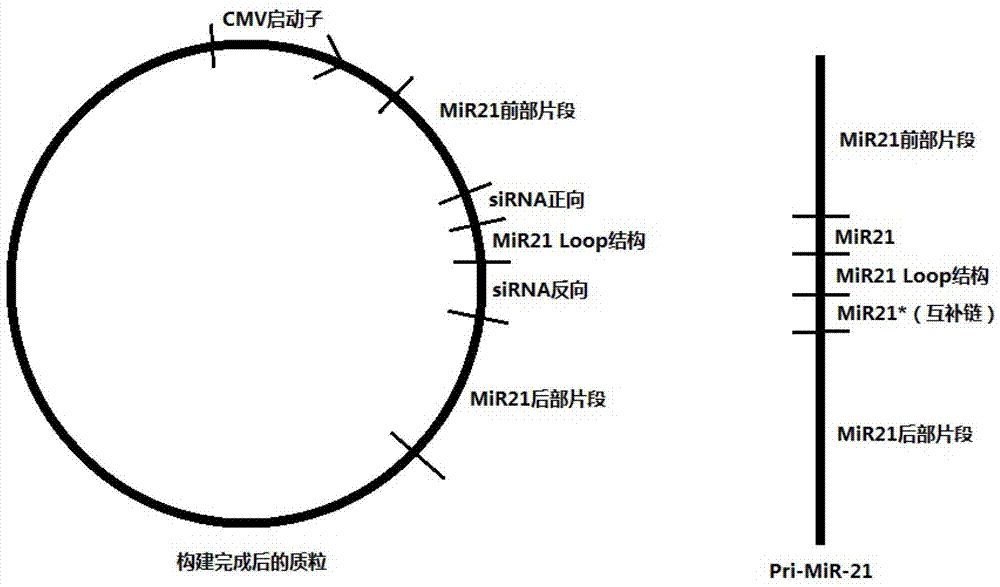 SiRNA expression vector and application thereof