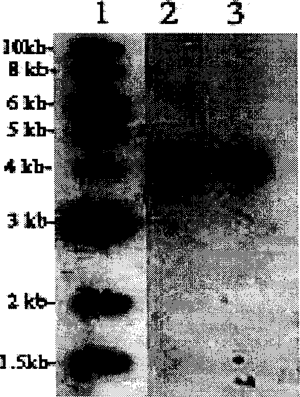 Rice zinc finger protein gene for negative regulating plant apoptosis and promoting growth and differentiation of transgene callus