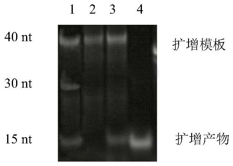 A copper high-salt-resistant nucleic acid sensor and its application