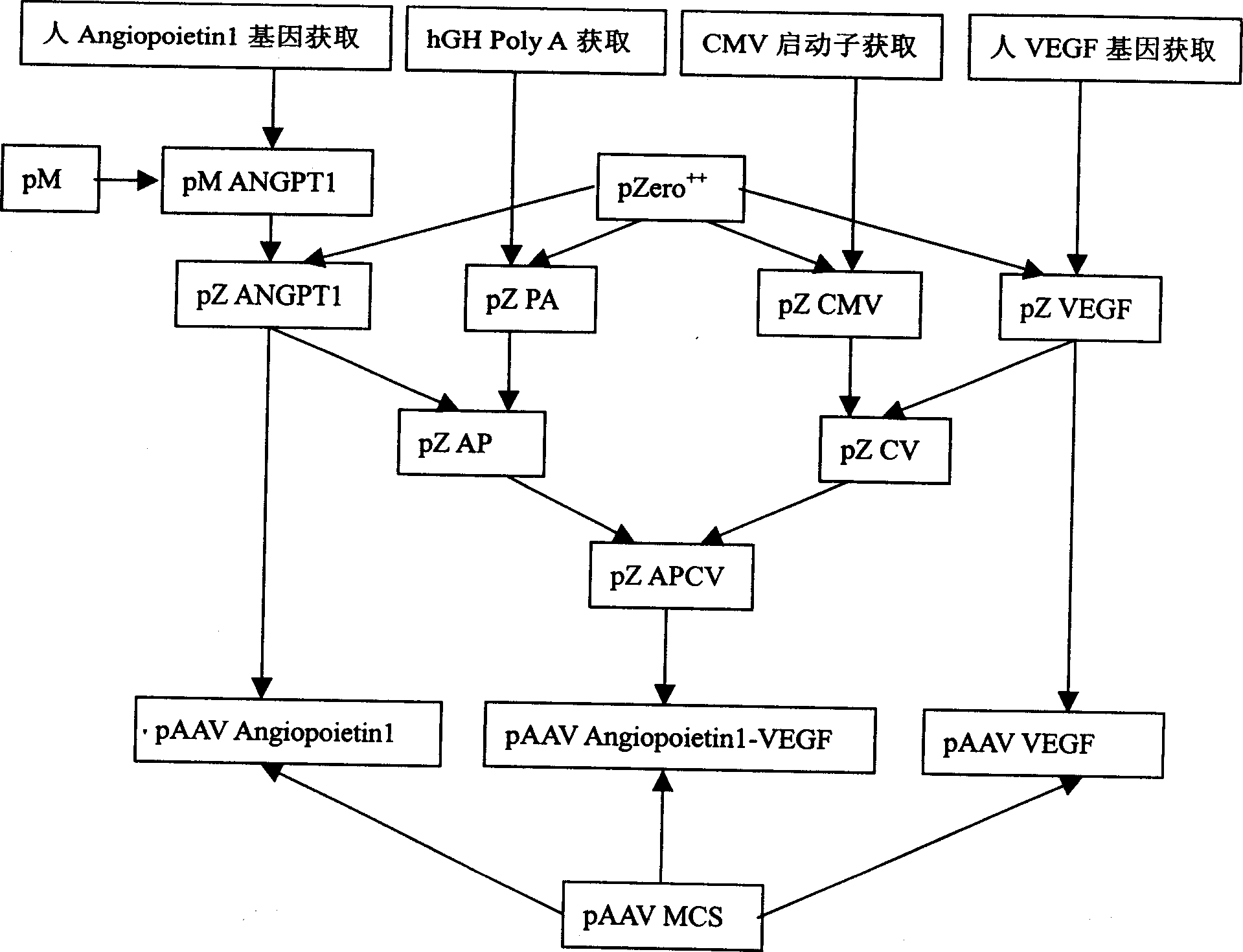 Bone marrow mononuclear cell infected by recombinant co-gene adeno-associated virus and use thereof