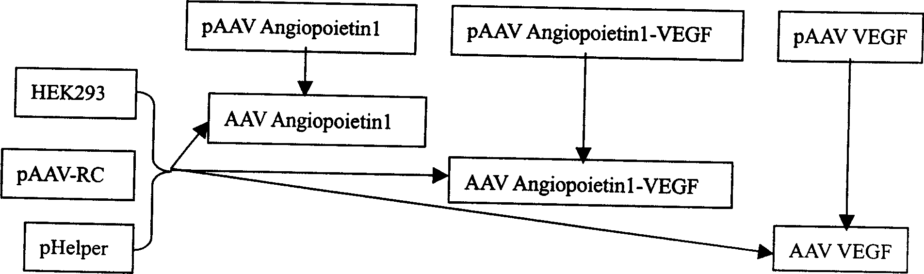 Bone marrow mononuclear cell infected by recombinant co-gene adeno-associated virus and use thereof