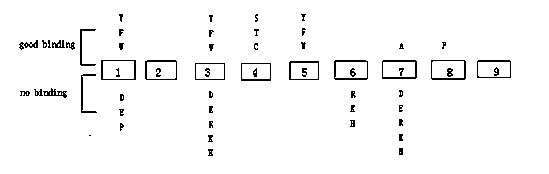 DC cell-based hepatitis B virus T epitope peptide