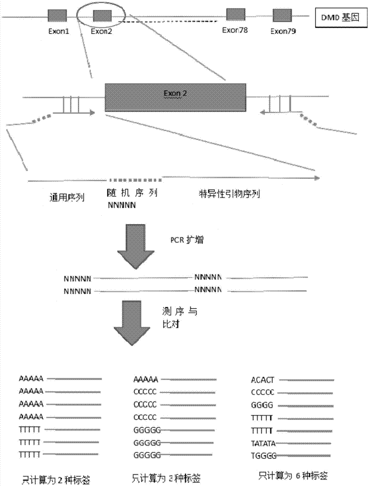 Method and primers for detecting heterozygosity DMD gene deletion