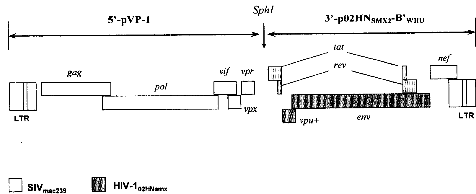 Hybridization immune deficiency virus strain and application