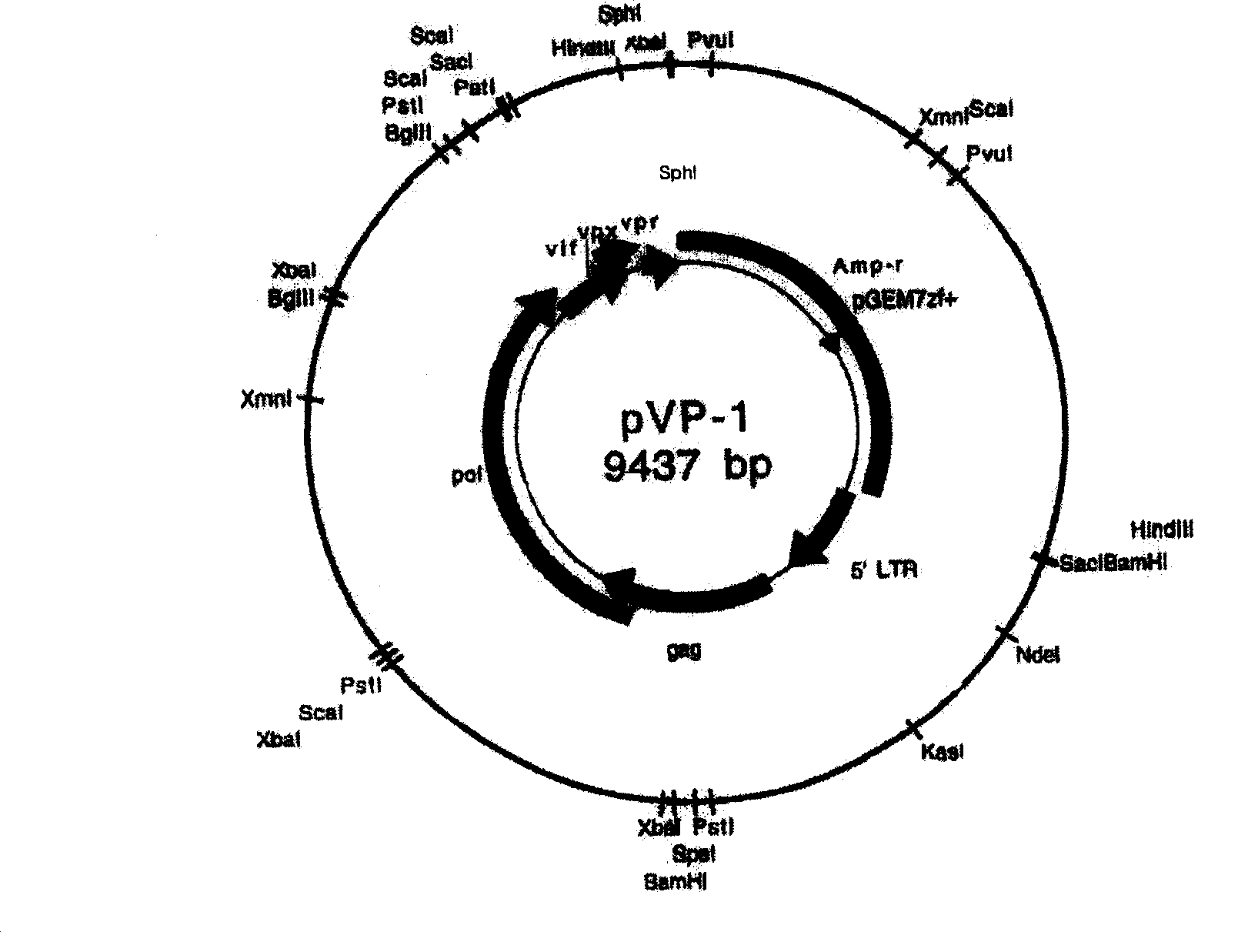 Hybridization immune deficiency virus strain and application