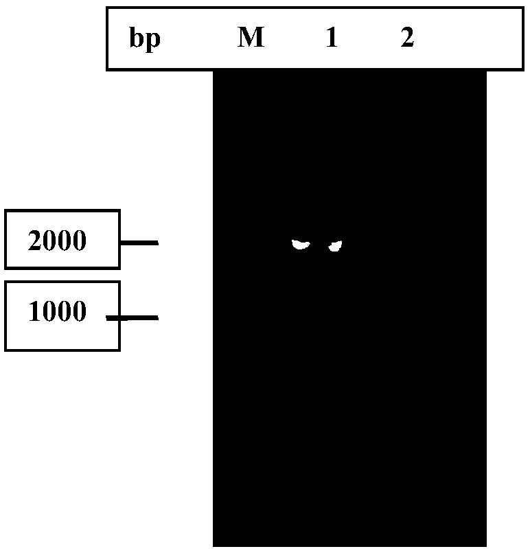 5-hydroxymethylfurfural oxidase gene HMFO and codase thereof as well as application