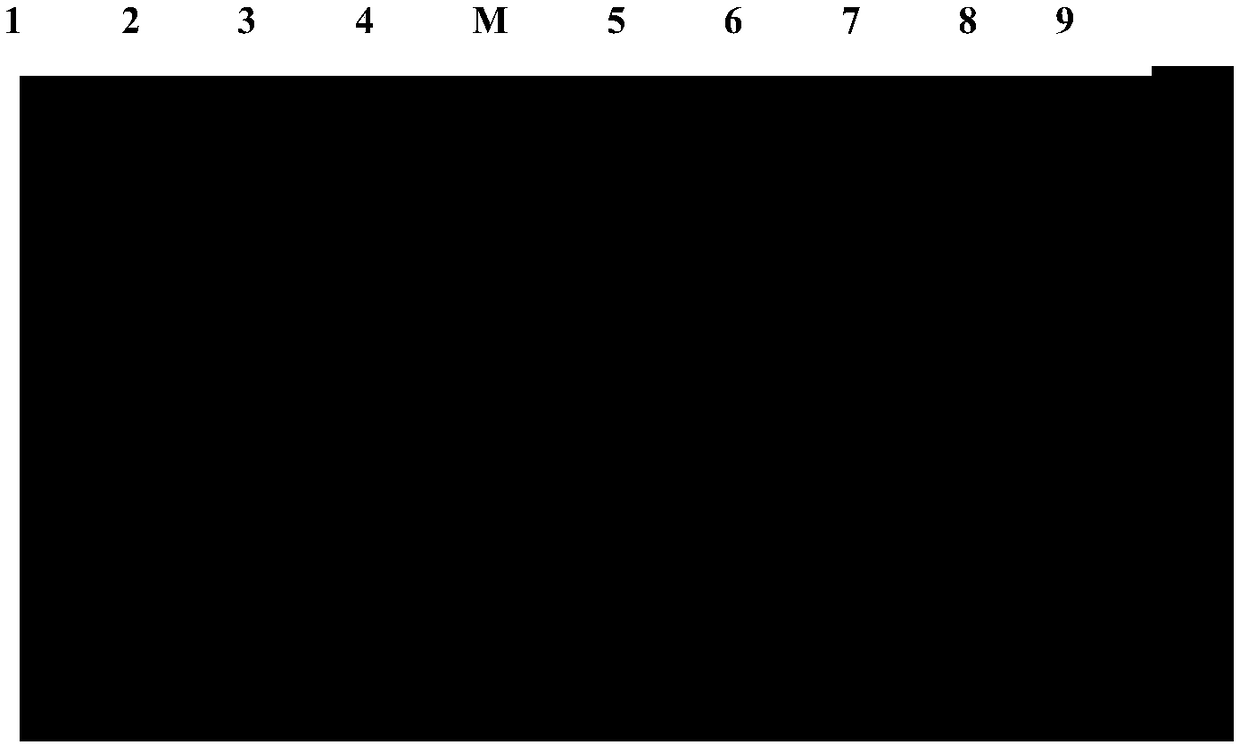 5-hydroxymethylfurfural oxidase gene HMFO and codase thereof as well as application