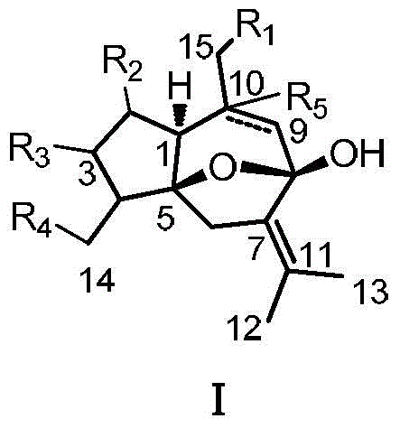 Curcumenol microbial transformation derivatives, preparation method and use thereof