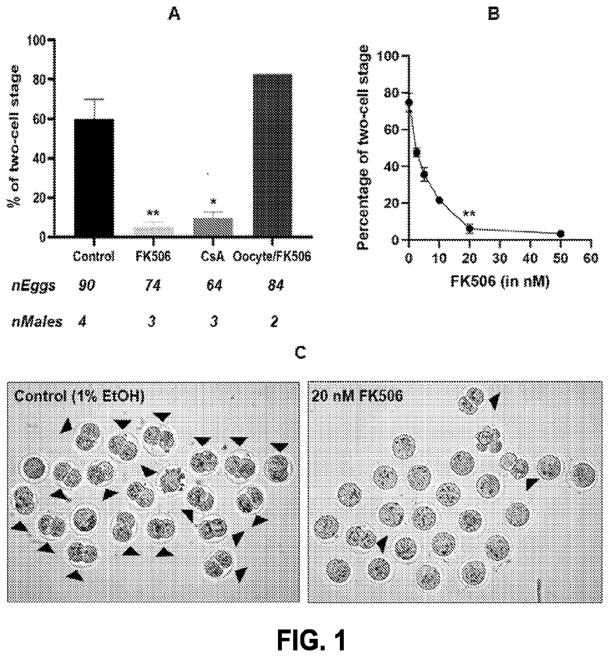 Compositions targeting sperm calcineurin