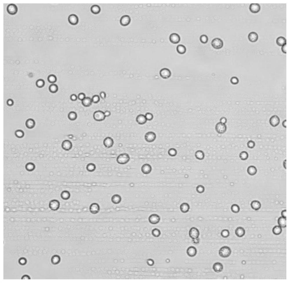 Saccharomyces cerevisiae and leavening agent capable of efficiently utilizing maltotriose and application of saccharomyces cerevisiae and leavening agent to detection of fermented grain beverages and malt PYF factors