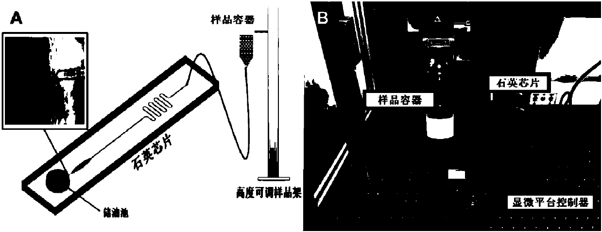 Method of forming and separately exporting single particle wrapped drop in micro-fluidic chip