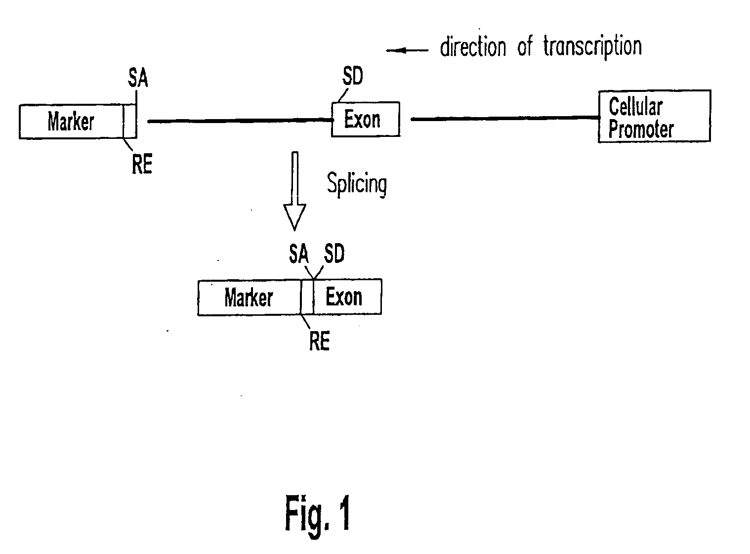 Methods and compositions for elucidating protein expression profiles in cells