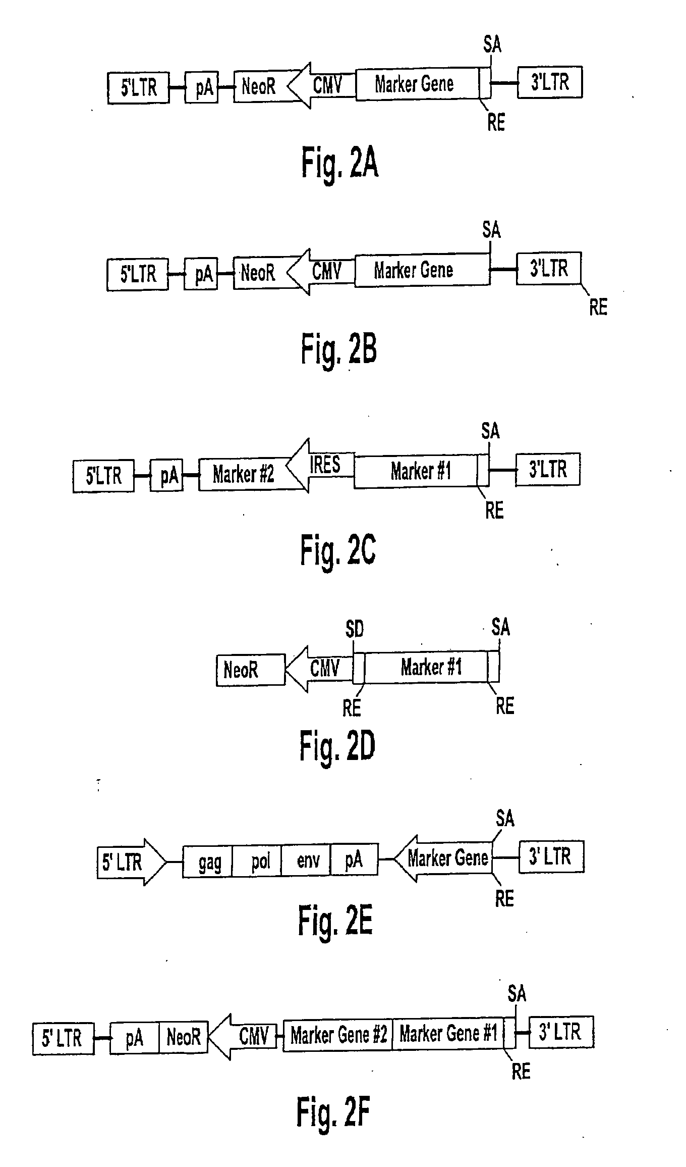 Methods and compositions for elucidating protein expression profiles in cells