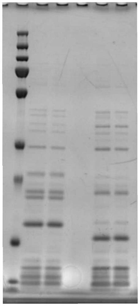 Recombinant elastin and production thereof