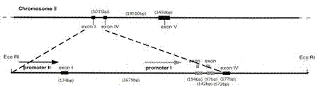 Real-time fluorescence quantitative PCR (polymerase chain reaction) special primer and method for detecting GDNF (glial cell line-derived neurotrophic factor) splice variants 2,4