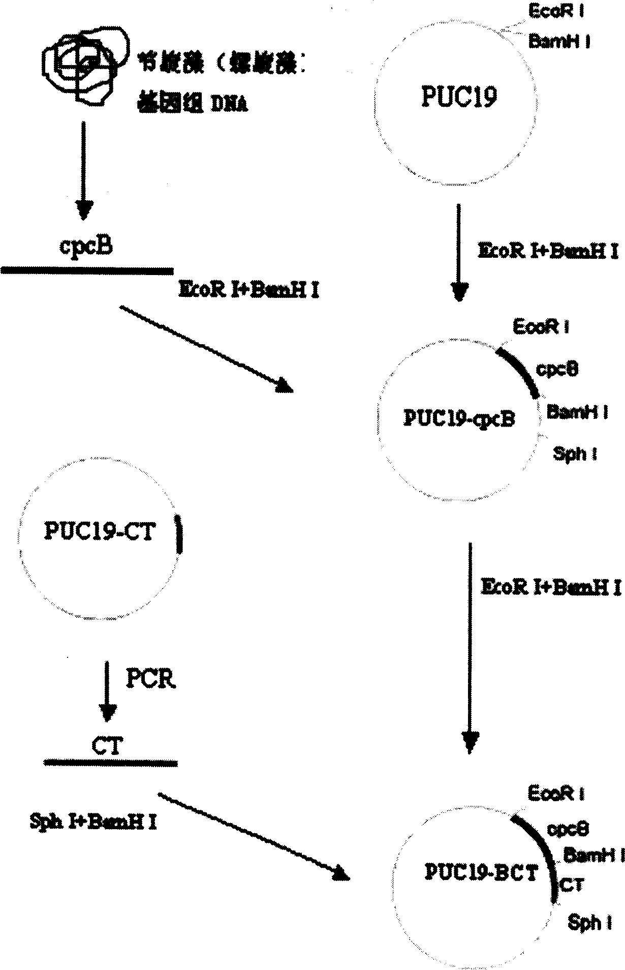 Fusion protein and method for preparing same