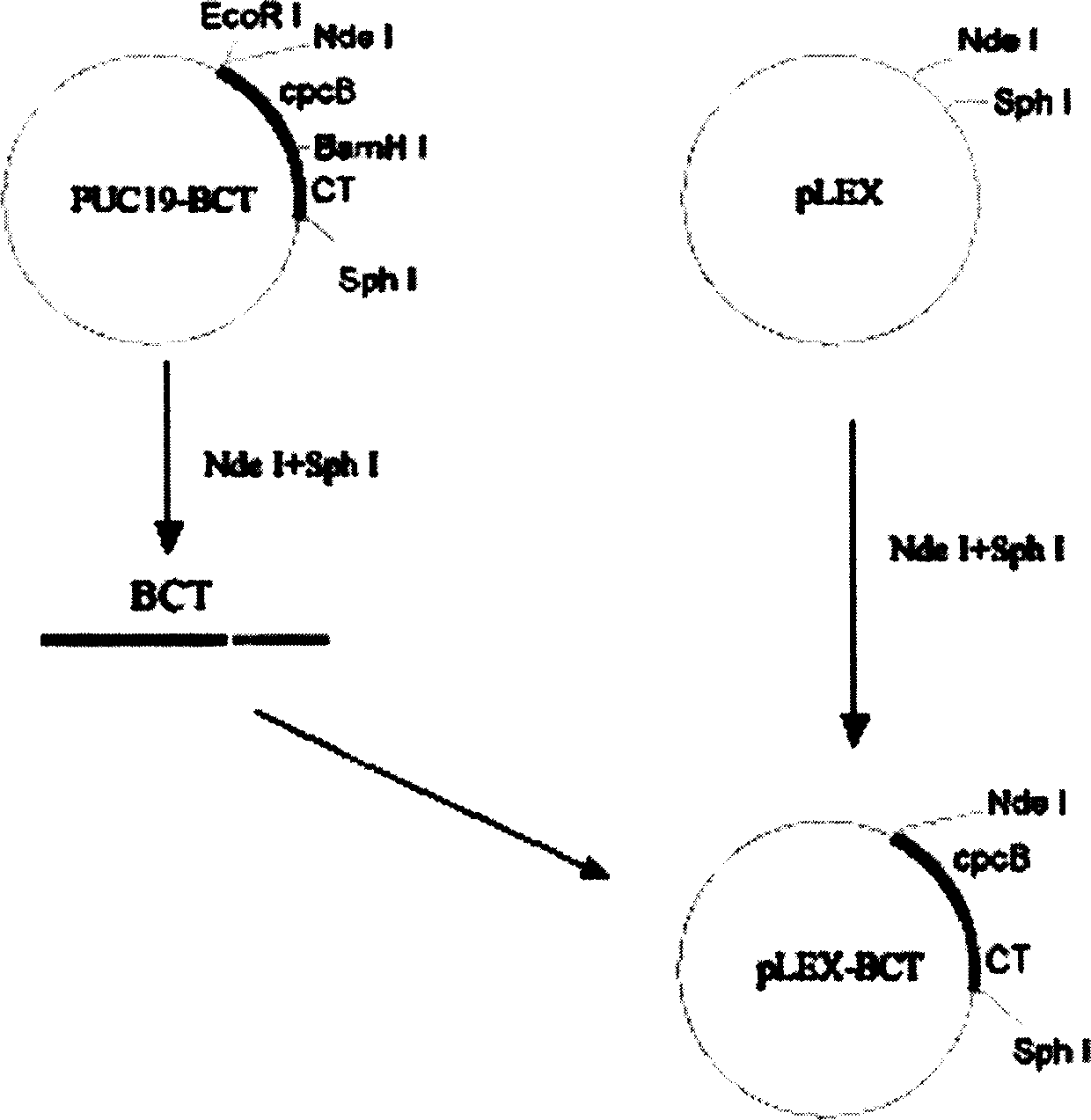 Fusion protein and method for preparing same