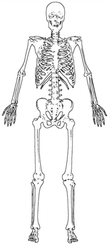 A method for manufacturing a 3D printed medical simulation human body model