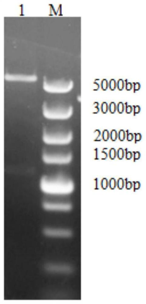 B-cell epitope polypeptide, hybridoma cell line, monoclonal antibody, application of trichinella spiralis intestinal stage cysteine ​​protease inhibitor