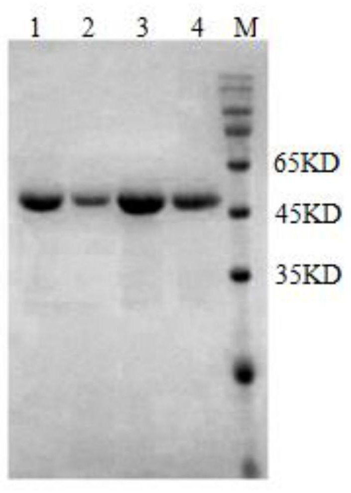 B-cell epitope polypeptide, hybridoma cell line, monoclonal antibody, application of trichinella spiralis intestinal stage cysteine ​​protease inhibitor