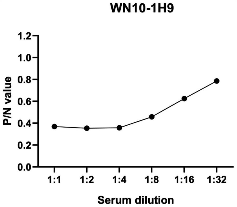 B-cell epitope polypeptide, hybridoma cell line, monoclonal antibody, application of trichinella spiralis intestinal stage cysteine ​​protease inhibitor