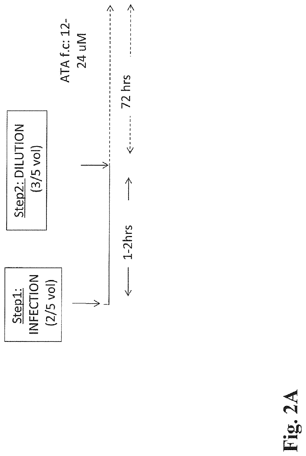 USE OF iNOS INHIBITORS TO INCREASE VIRAL YIELD IN CULTURE