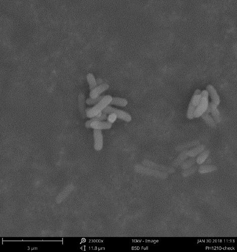 Heat-resistant halomonas bacterium and application thereof