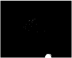 Preparation method of native copper/rhizoma drynariae-loaded compound brushite