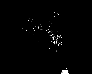 Preparation method of native copper/rhizoma drynariae-loaded compound brushite