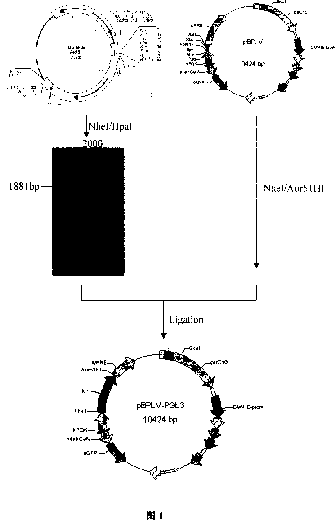 Constructing 9LLUC cell strain of expressing luciferase stably, and application