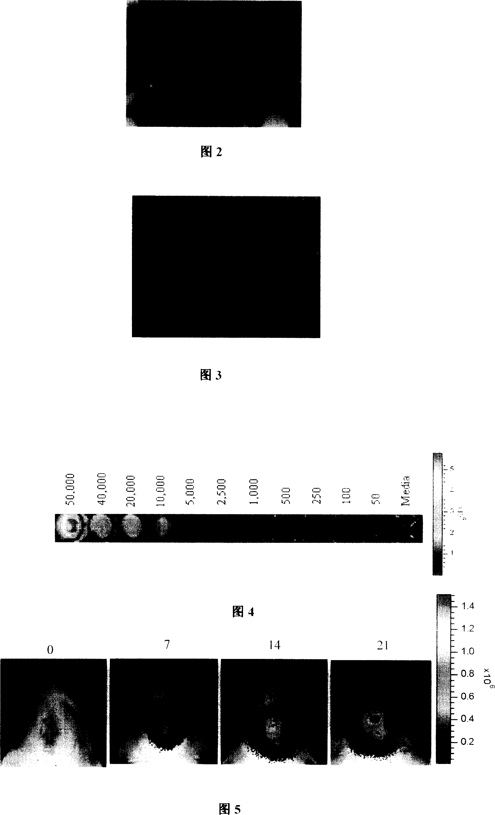 Constructing 9LLUC cell strain of expressing luciferase stably, and application