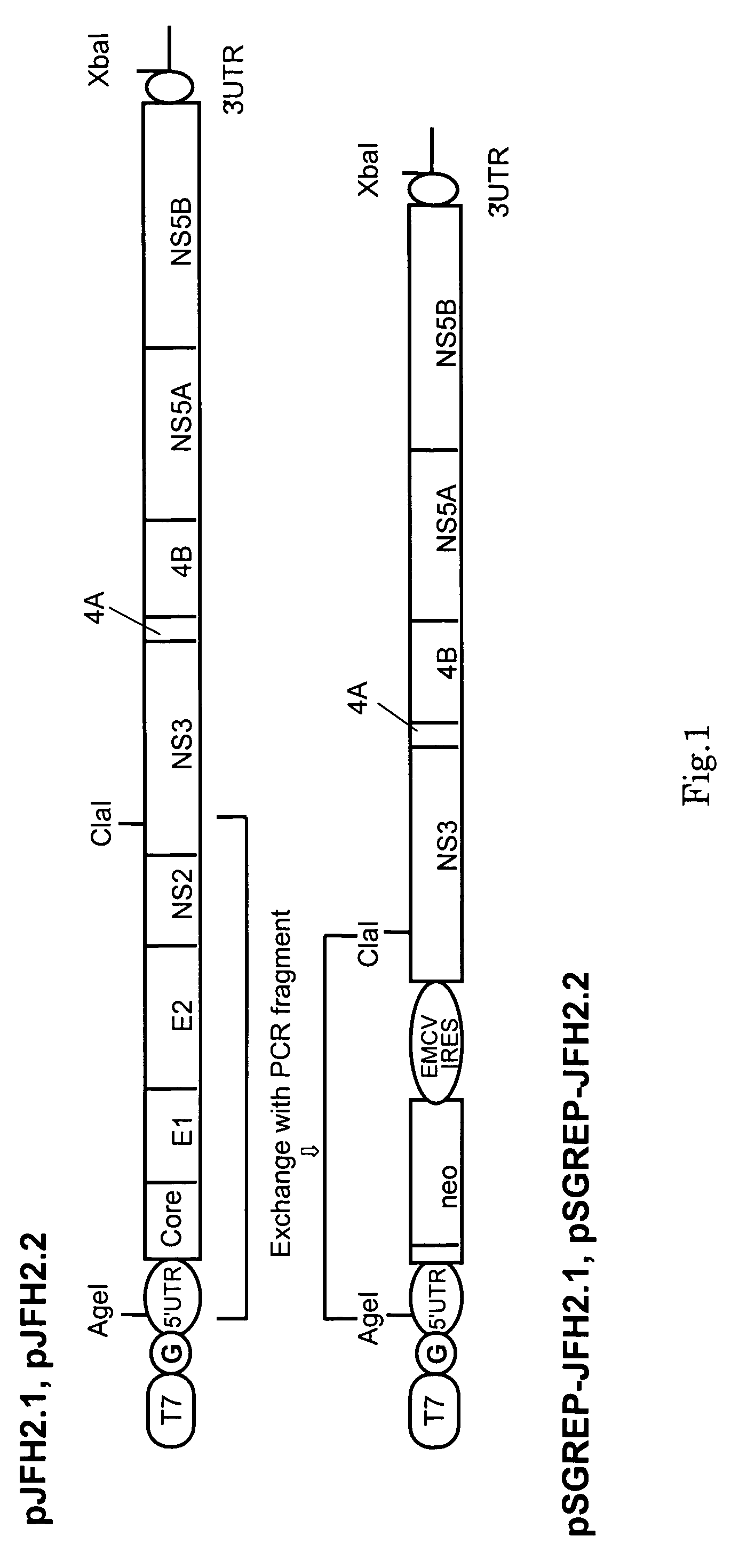 Nucleic acid and gene derived from novel HCV strain and replicon-replicating cell using said gene