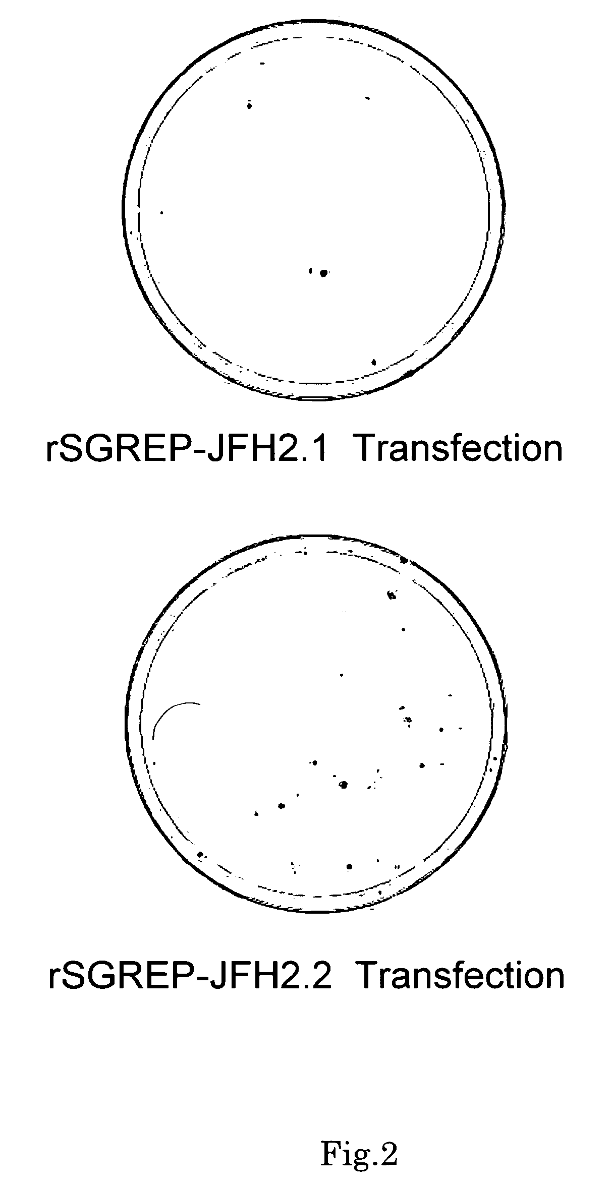 Nucleic acid and gene derived from novel HCV strain and replicon-replicating cell using said gene