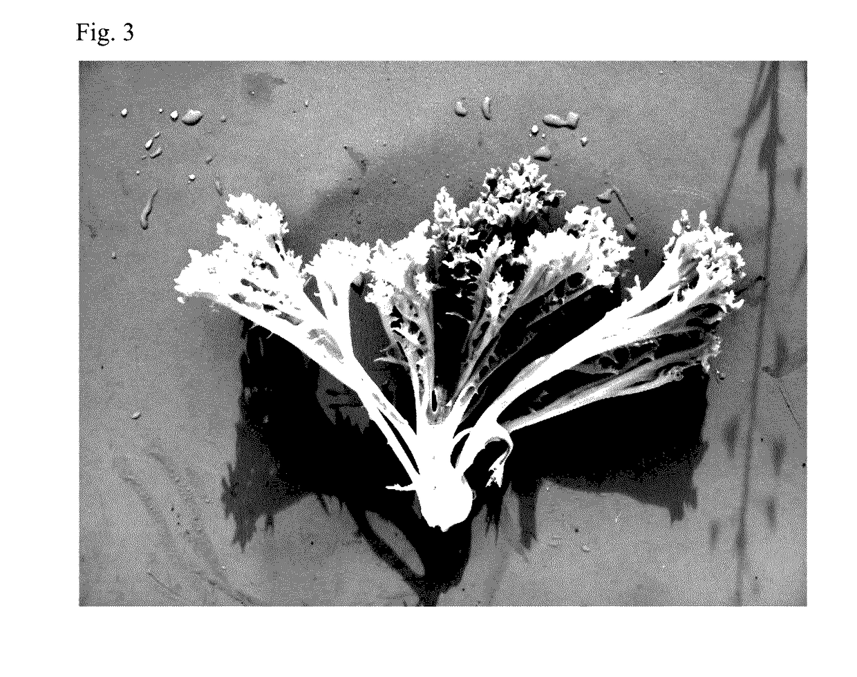 Lettuce variety 79-00 rz